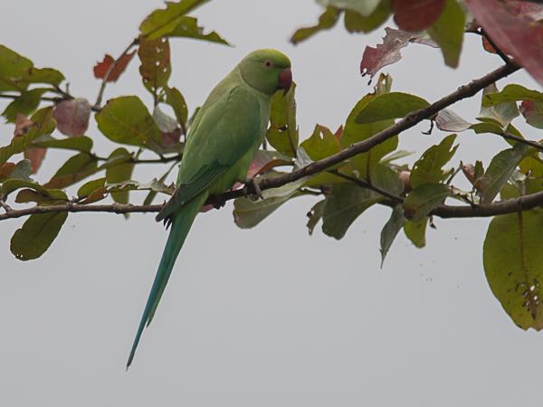 <h3><a href="/trips/srilanka/biota/animalia/chordata/aves/027 psittaciformes/003 psittacidae/psittacula krameri/psittacula krameri-nl.html">Psittacula&nbsp;krameri</a> / Rose‑ringed&nbsp;parakeet / Halsbandparkiet</h3>NIKON D500 met AF-S Nikkor 300mm f/2.8G IF-ED VR II, 1/1600 sec  bij F4.8, ISO 500, afstand 29.8&nbsp;m